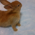 ⑧ロップイヤー♂ネザー♀の赤ちゃん