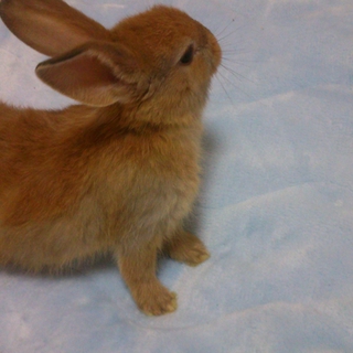 ⑧ロップイヤー♂ネザー♀の赤ちゃん