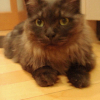もふもふチロ君の飼い主さん募集