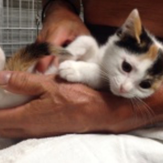 子猫の里親募集中