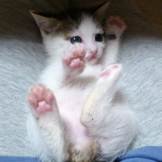 懐こくてとってもかわいい子猫です★