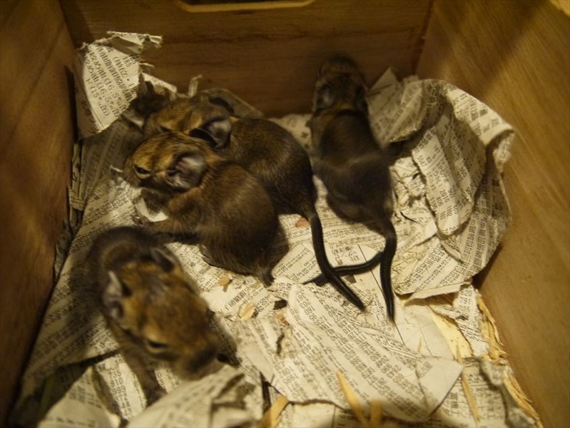 デグー　茶色　赤ちゃん　愛知県　オス1匹 サムネイル7
