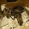 デグー　茶色　赤ちゃん　愛知県　オス1匹 サムネイル4