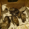 デグー　茶色　赤ちゃん　愛知県　オス1匹 サムネイル6