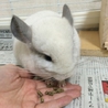 チンチラ♂パイド里親募集 サムネイル2