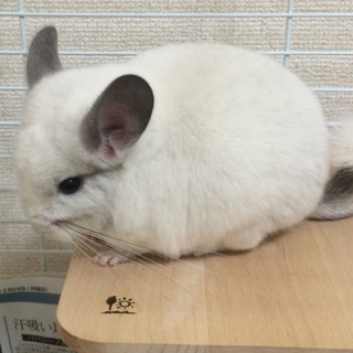 チンチラ♂パイド里親募集