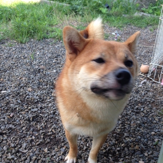 柴犬の里親募集