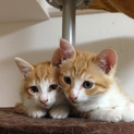 仔猫の里親募集。