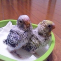 セキセイインコ雛の里親募集（一時中止）