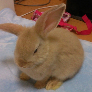 ②ロップイヤー♂ネザー♀の赤ちゃんの里親募集