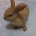 ③ロップイヤー♂ネザー♀の赤ちゃんの里親募集