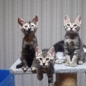 5匹の仔猫の里親さん募集(ﾄｲﾚﾄﾚｰﾆﾝｸﾞ済）