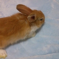 ⑤ロップイヤー♂ネザー♀の赤ちゃんの里親募集　