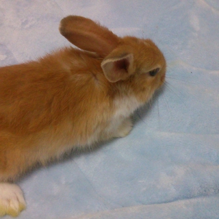 ⑤ロップイヤー♂ネザー♀の赤ちゃんの里親募集　
