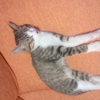 とてもおとなしい子猫です。