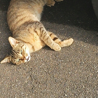 野良猫です