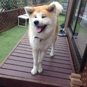 大人しい秋田犬です。