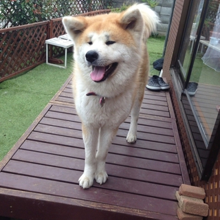 大人しい秋田犬です。