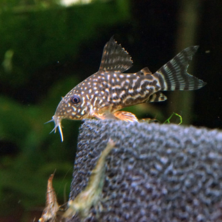 コリドラス 可愛いステルバイのジュニア ４−５匹