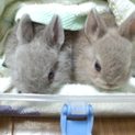 ネーザーランド子うさぎの里親募集