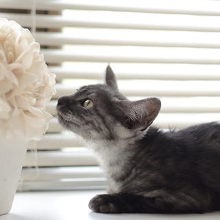 子猫のブレアちゃん　里親募集中グレーの縞