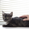 子猫のブレアちゃん　里親募集中グレーの縞 サムネイル3