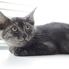 子猫のブレアちゃん　里親募集中グレーの縞 サムネイル4