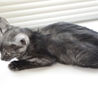 子猫のブレアちゃん　里親募集中グレーの縞 サムネイル6
