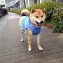 柴犬の里親募集