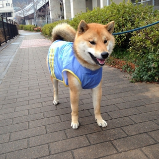 柴犬の里親募集