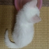 保護子猫の里親さんを募集します！ サムネイル3