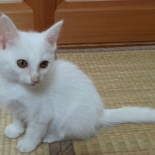 保護子猫の里親さんを募集します！