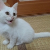 保護子猫の里親さんを募集します！ サムネイル2