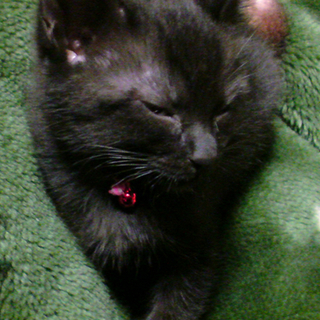 可愛い黒猫の男の子です！