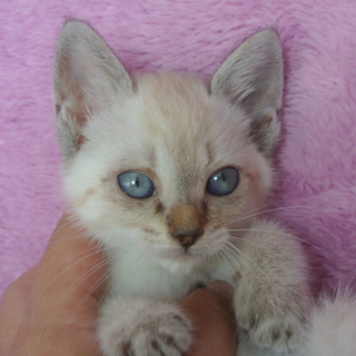 ちょっとシャイなシャム猫ミックスの女の子♪♪　