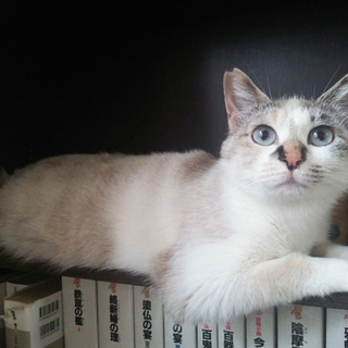 抱っこ大好き！灯かりちゃん