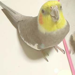 オカメインコ6才