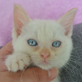 シャム猫ミックスの男の子（尾長です）♪♪
