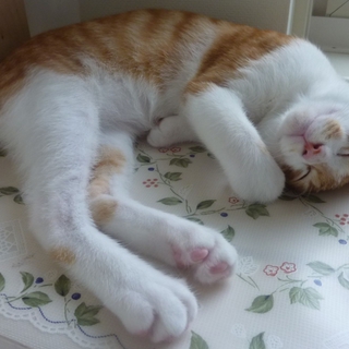 ４ヶ月の茶トラ子猫 オス