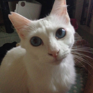 姉妹猫を貰ってください!!