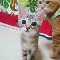 好奇心旺盛、健康な2ヶ月子猫「ロミちゃん」