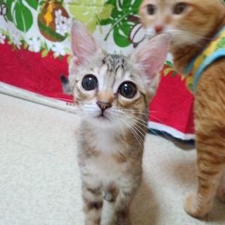 好奇心旺盛、健康な2ヶ月子猫「ロミちゃん」