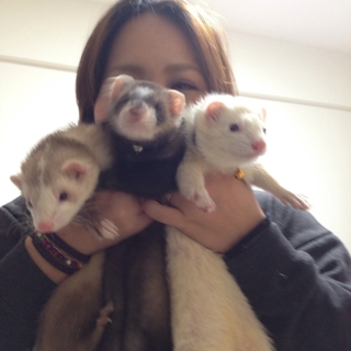 かわいいフェレットちゃん達の里親募集！