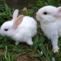 うさぎの里親を募集しています