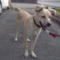 人懐こい8ヶ月の子犬