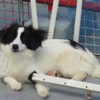 郡山市保健所　多頭飼育からの譲渡