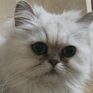 シルバー系長毛ぺっちゃん