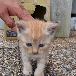 生後1ヶ月のかわいい子猫です(動画アリ！)