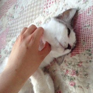 人懐こくて穏やかなしろちゃん