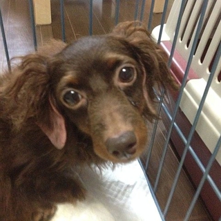 [おかず]人が大好きで甘えん坊です